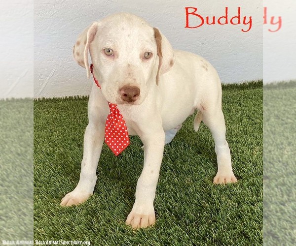 Medium Photo #1 Lab-Pointer Puppy For Sale in San Diego, CA, USA