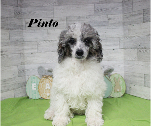 Medium Photo #18 Poodle (Toy) Puppy For Sale in CHANUTE, KS, USA