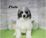 Small #17 Poodle (Toy)