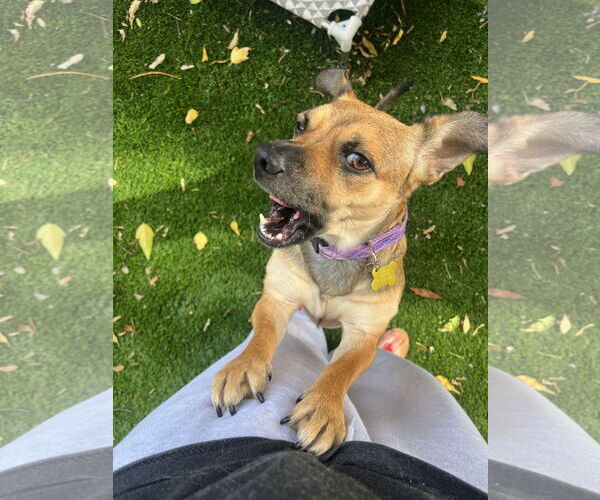 Medium Photo #4 Dachshund-Unknown Mix Puppy For Sale in Sandy, UT, USA