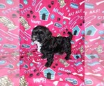 Image preview for Ad Listing. Nickname: Loki