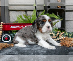 Puppy Kingston Cavalier King Charles Spaniel
