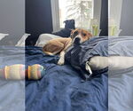 Small #10 American Pit Bull Terrier Mix