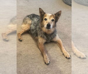 Mutt Dogs for adoption in Garden City, NY, USA