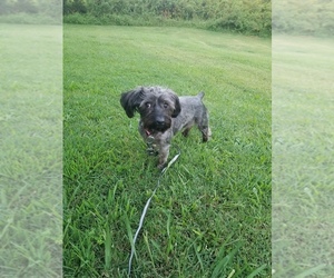 YorkiePoo Puppy for sale in LONDON, KY, USA