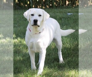 Mother of the Labrador Retriever puppies born on 07/04/2026