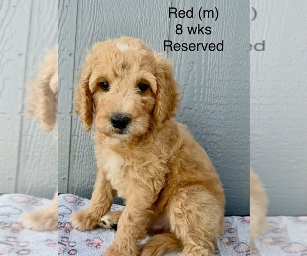 Medium Photo #27 Goldendoodle (Miniature) Puppy For Sale in ELBERT, CO, USA