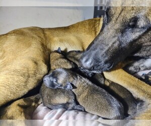 Belgian Malinois Puppy for sale in HEMET, CA, USA