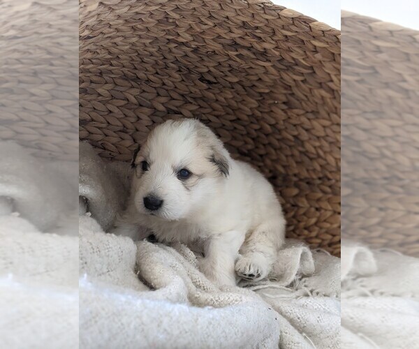 Medium Photo #79 Great Pyrenees Puppy For Sale in FALCON, CO, USA