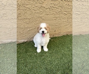 Cavapoo Puppy for sale in PHOENIX, AZ, USA