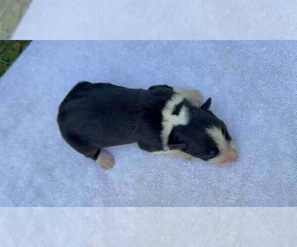 Medium Photo #4 Border Collie Puppy For Sale in MOSIER, OR, USA