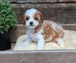 Small Photo #42 Cavapoo (Miniature) Puppy For Sale in GOSHEN, IN, USA