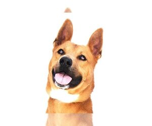 Carolina Dog-German Shepherd Dog Mix Dogs for adoption in Pasadena, CA, USA
