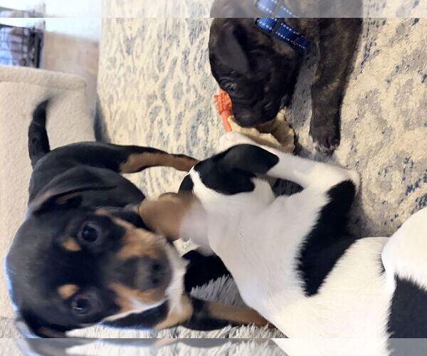 Medium Photo #2 Jack Chi Puppy For Sale in Ball Ground, GA, USA