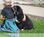 Small #2 Bernese Mountain Dog