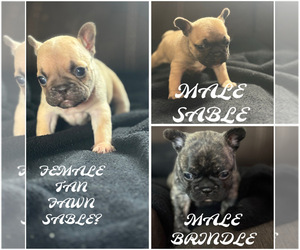 French Bulldog Puppy for sale in SOMERVILLE, TX, USA