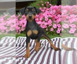 Small #3 Miniature Pinscher