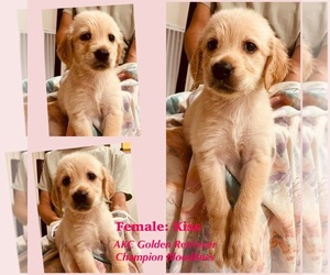 Golden Retriever Puppy for Sale in SUGAR LAND, Texas USA