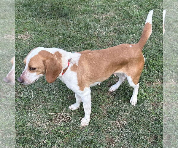 Medium Photo #2 Beagle Puppy For Sale in Batavia, OH, USA