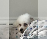 Small #3 Bichon Frise