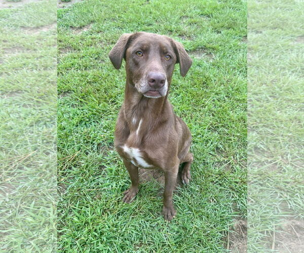 Medium Photo #2 Labrador Retriever-Unknown Mix Puppy For Sale in Eastman, GA, USA