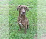 Small #1 Labrador Retriever Mix