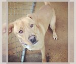 Small Retriever  Mix