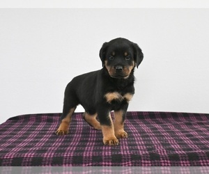 Rottweiler Puppy for sale in APPLE CREEK, OH, USA