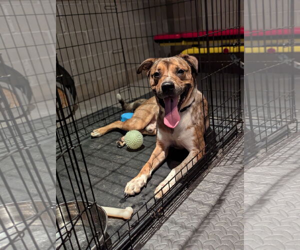 Medium Photo #5 Bullboxer Pit Puppy For Sale in Princeton, MN, USA