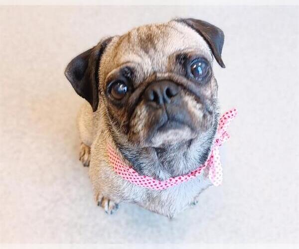 Medium Photo #1 Pug Puppy For Sale in Orange, CA, USA