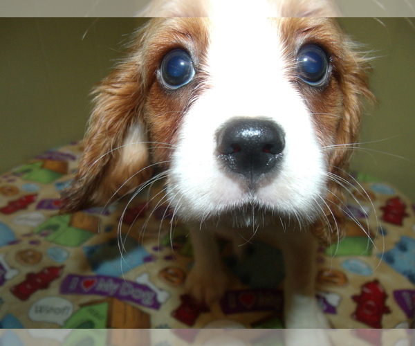 Medium Photo #5 Cavalier King Charles Spaniel Puppy For Sale in PATERSON, NJ, USA