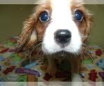 Small Photo #5 Cavalier King Charles Spaniel Puppy For Sale in PATERSON, NJ, USA