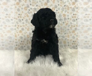 Poodle (Miniature) Puppy for sale in FREDERICKSBURG, OH, USA