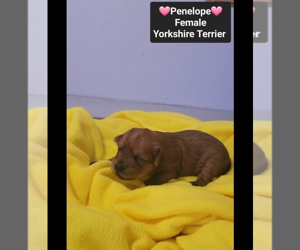 Medium Photo #2 Yorkshire Terrier Puppy For Sale in TUCSON, AZ, USA