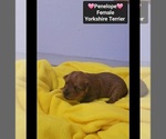 Small #1 Yorkshire Terrier