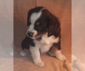 Miniature Australian Shepherd Puppy for sale in BIG SANDY, TX, USA