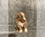 Small #1 Australian Shepherd