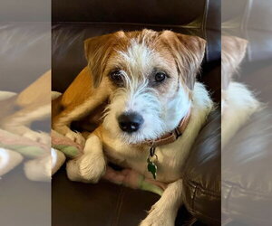 Jack Russell Terrier-Unknown Mix Dogs for adoption in Springdale, PA, USA