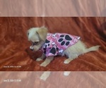 Small Photo #89 Yorkshire Terrier Puppy For Sale in AKRON, OH, USA