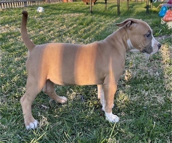 Medium Photo #10 American Bully Puppy For Sale in SALEM, IL, USA