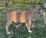 Small #9 American Bully