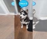 Small Photo #1 Siberian Husky Puppy For Sale in PEYTON, CO, USA