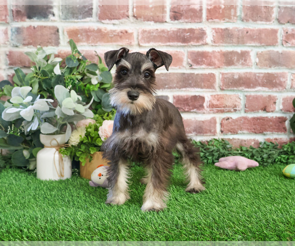 Medium Photo #4 Schnauzer (Miniature) Puppy For Sale in SYRACUSE, IN, USA