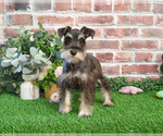Small #3 Schnauzer (Miniature)