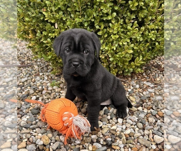 Medium Photo #4 Cocker-Pei Puppy For Sale in MIDDLEBURY, IN, USA