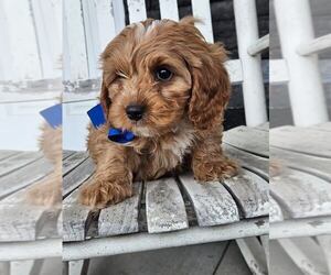 Cavapoo Puppy for sale in NILES, MI, USA