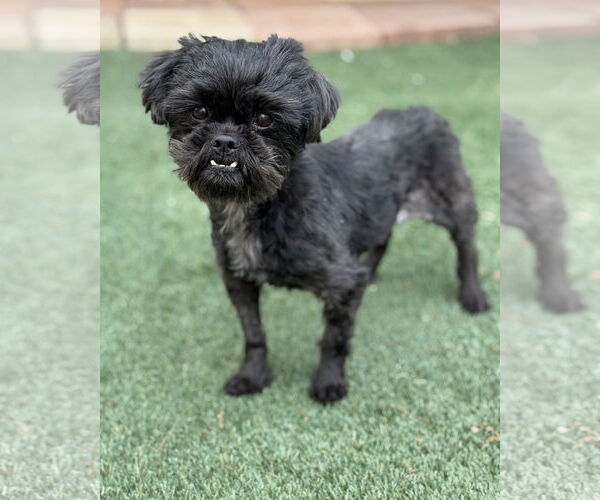Medium Photo #4 Shih Tzu Puppy For Sale in PIPE CREEK, TX, USA