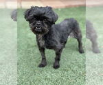 Small #3 Shih Tzu