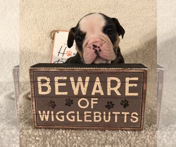 Medium Photo #13 Olde English Bulldogge Puppy For Sale in CYNTHIANA, IN, USA