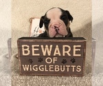 Small Photo #13 Olde English Bulldogge Puppy For Sale in CYNTHIANA, IN, USA